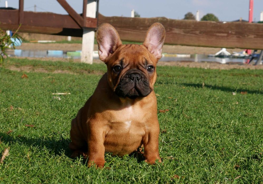 Buldog francuski FCI, prawdziwy rodowód ZKwP cudowna ruda suczka XENA