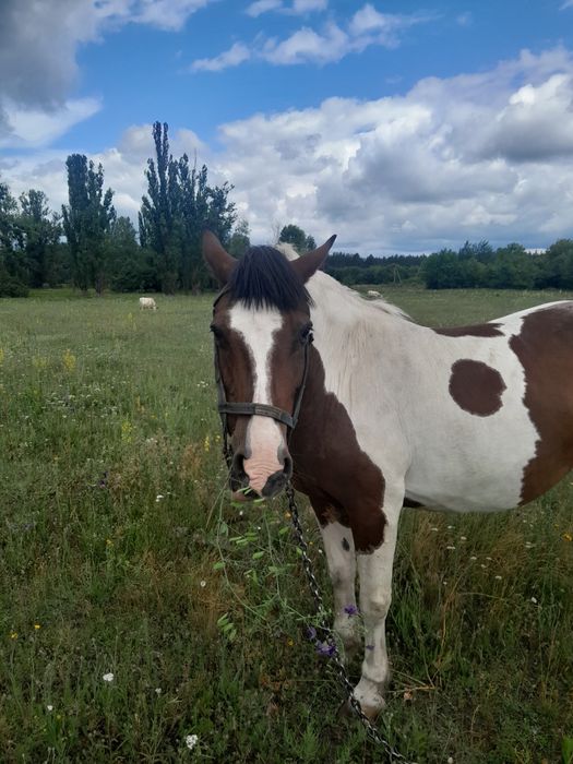 Продаємо Кобилу Американський пейнтхорс