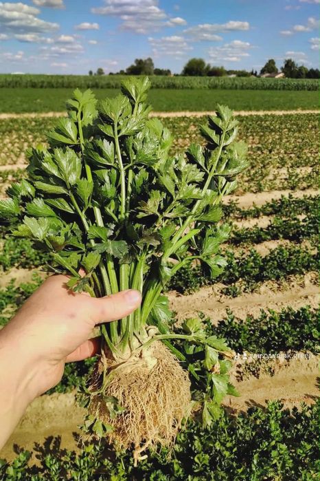 Seler duży z nacią