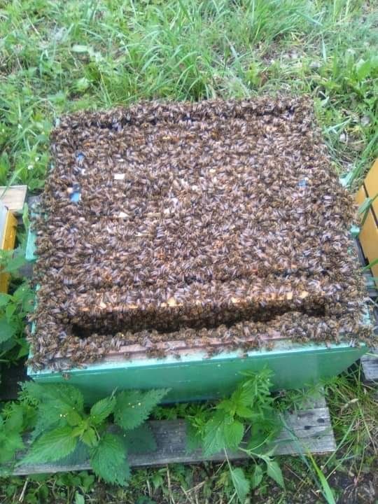 Rodziny pszczele, pszczoły, odklady pszczele 2024r..
