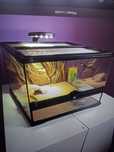 Terrarium dla żólwia