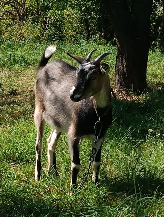 До вашої уваги молода кізка
