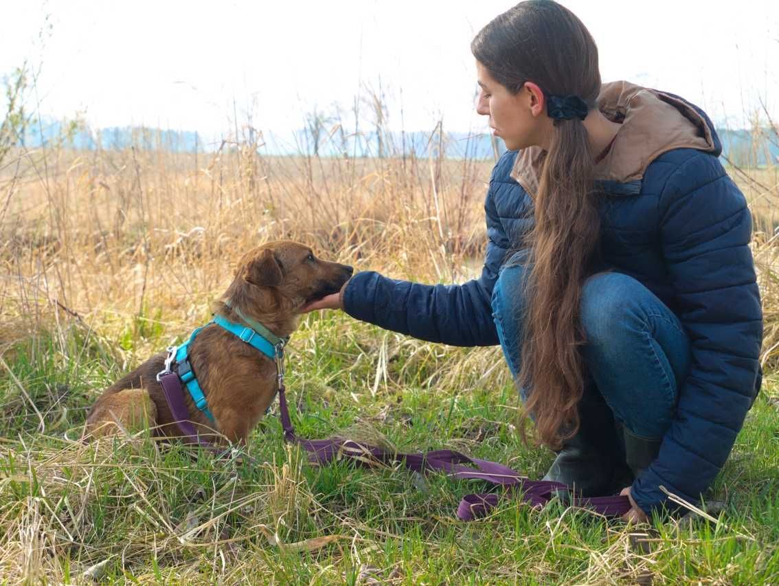 Bursztynek - rozczulający, mały psiak, idealny towarzysz - do adopcji.