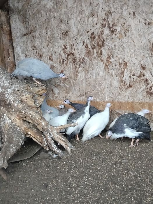 Perliczki perlice młode