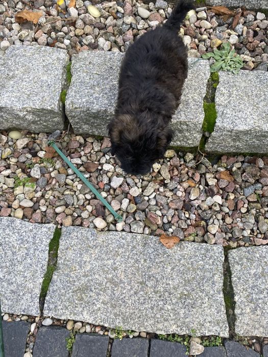 Śliczna sympatyczna sunia