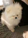 szpic miniaturowy pomeranian miski