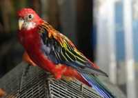 Ручные птенцы красной розеллы попугаи