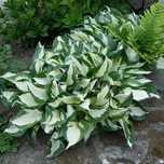 Funkia Hosta Fire and Ice nadwyżki ogrodowe