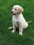 Szczeniak Golden Retriever