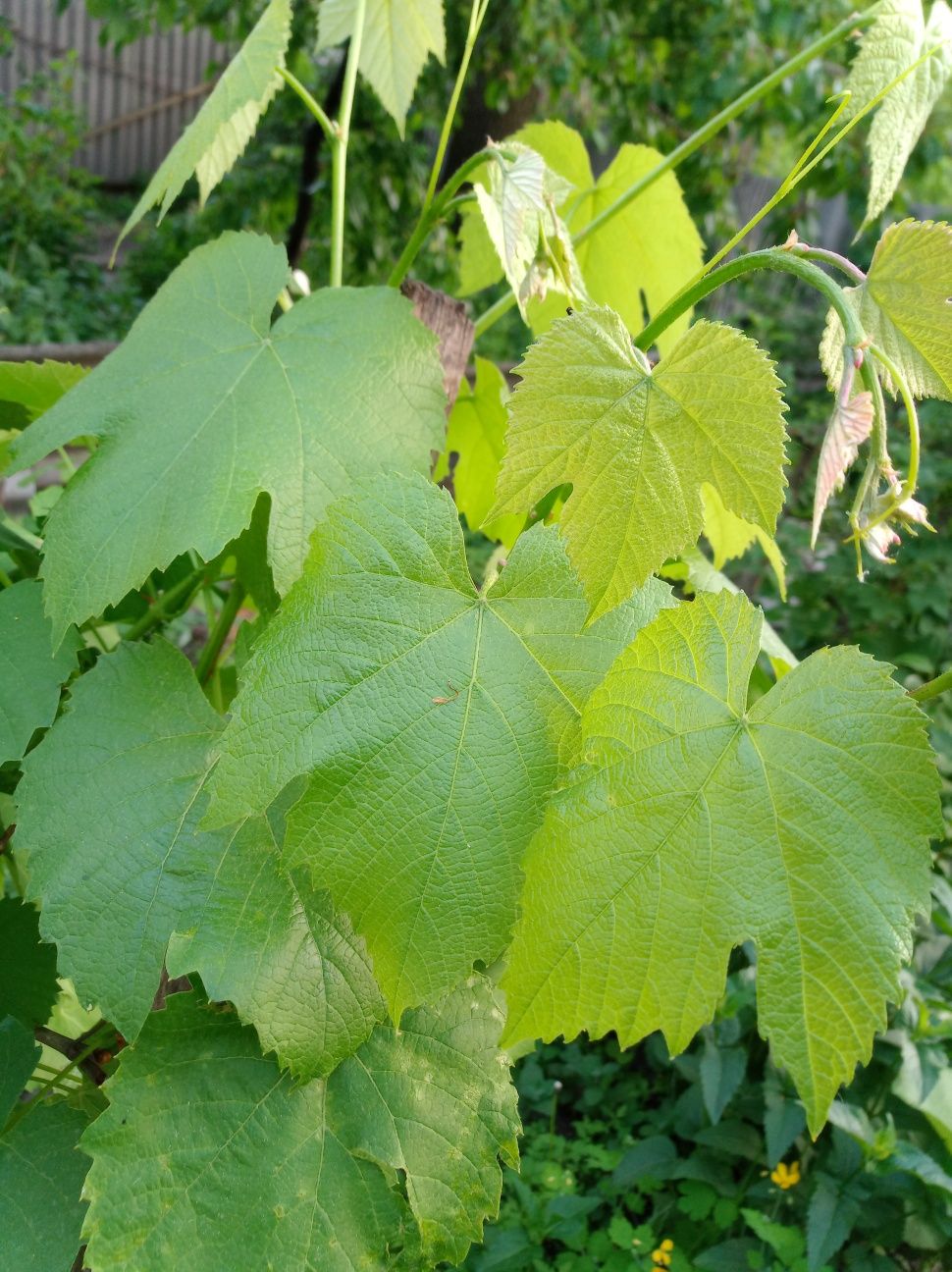 Виноградные листья на Долму