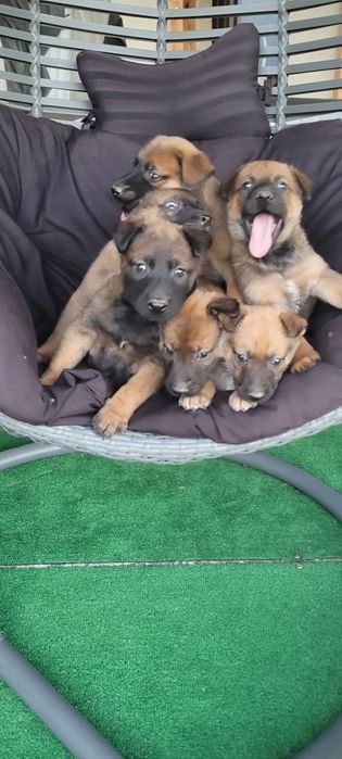 Owczarek belgijski malinois