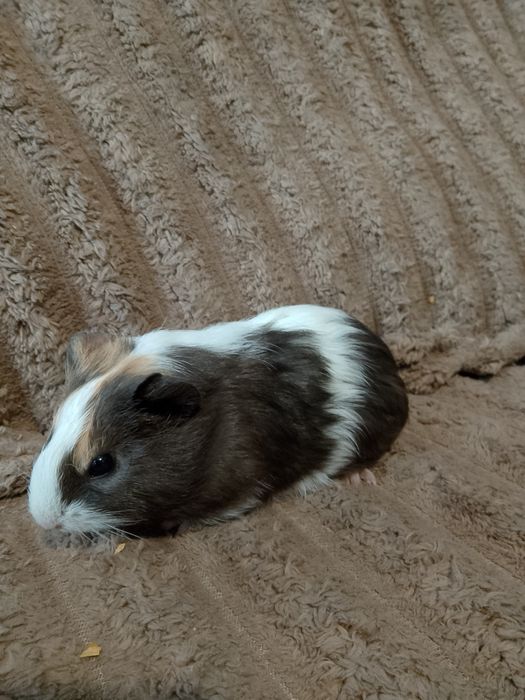 Продам Морські свинки