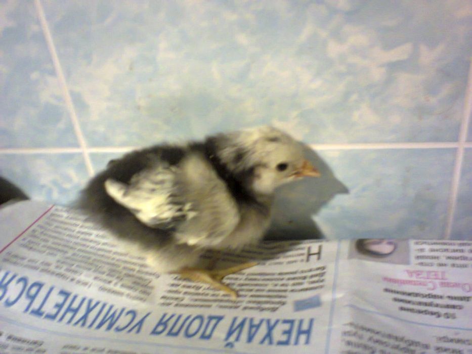 Инкубационное яйцо от кур породы Лакенфельдер.