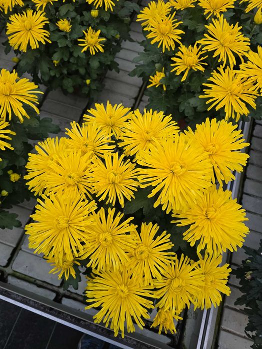 Piękne chryzantemy, sprzedaż prosto od ogrodnika.