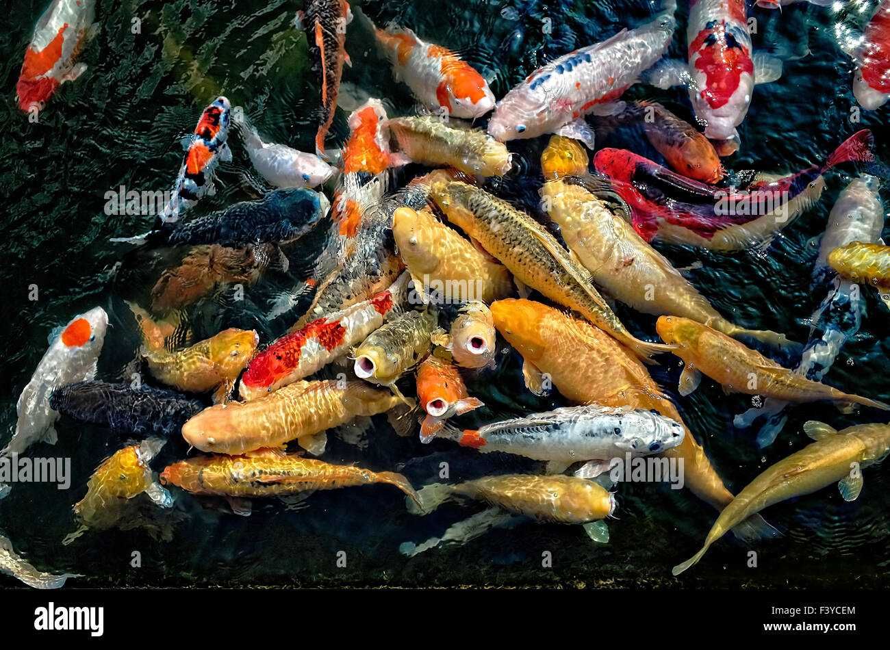 karp koi do oczek wodnych