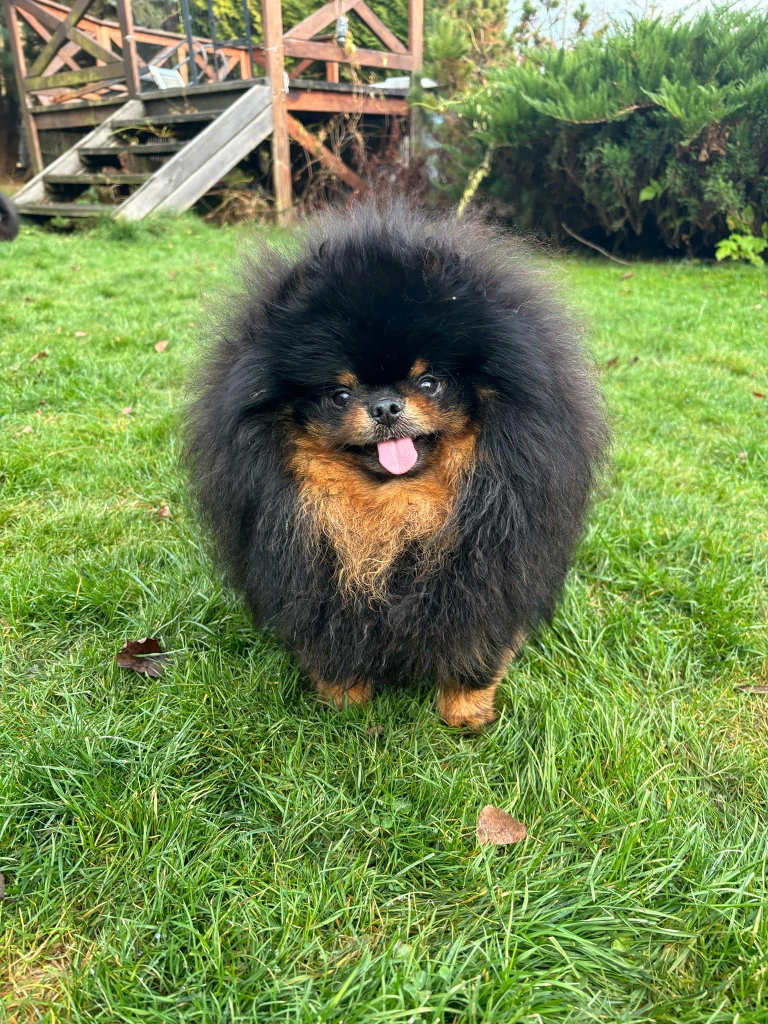 Pomeranian szpic miniaturowy FCI zkwp samiec