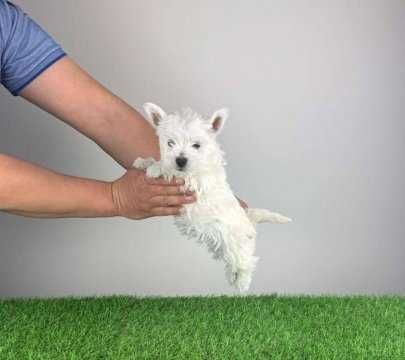 West Highland White Terrier