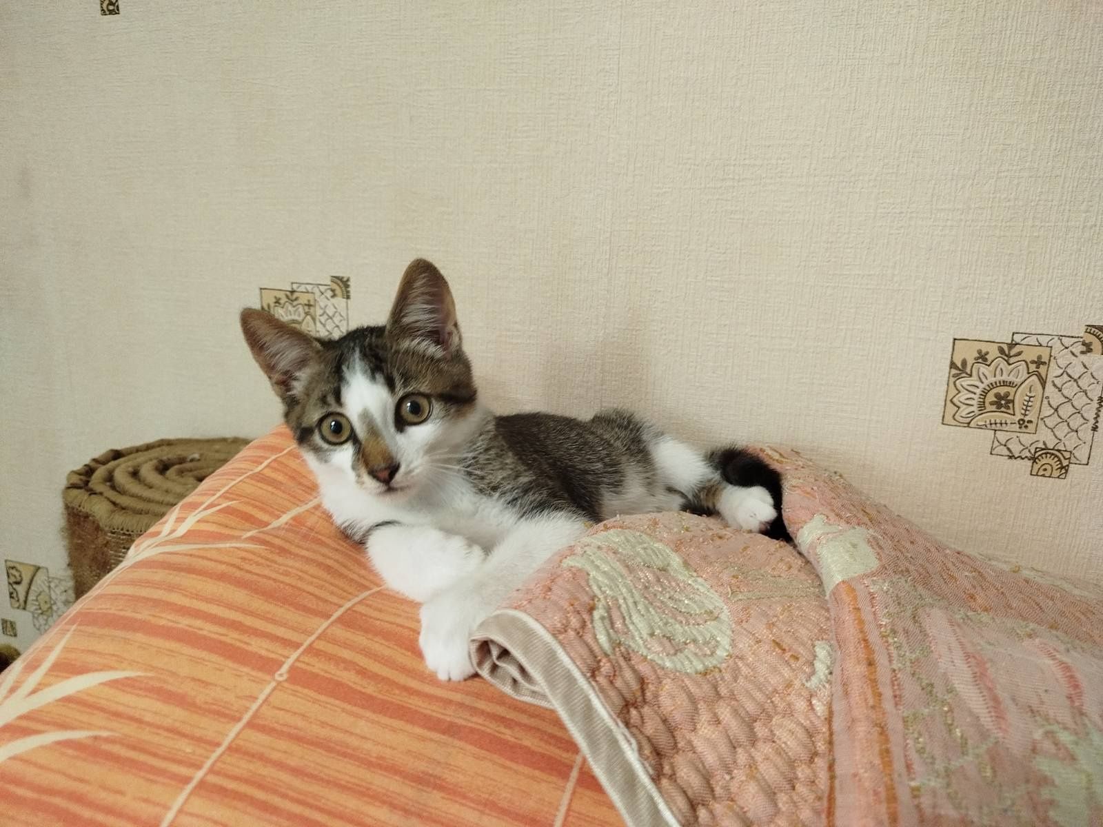 Віддам кошенят в добрі руки