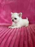 Chihuahua mini piesek LEO