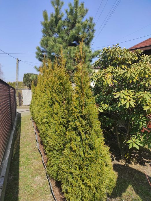 TUJA THUJA SMARAGD, SZMARAGD
90–190 cm w ofercie również inne wymiary