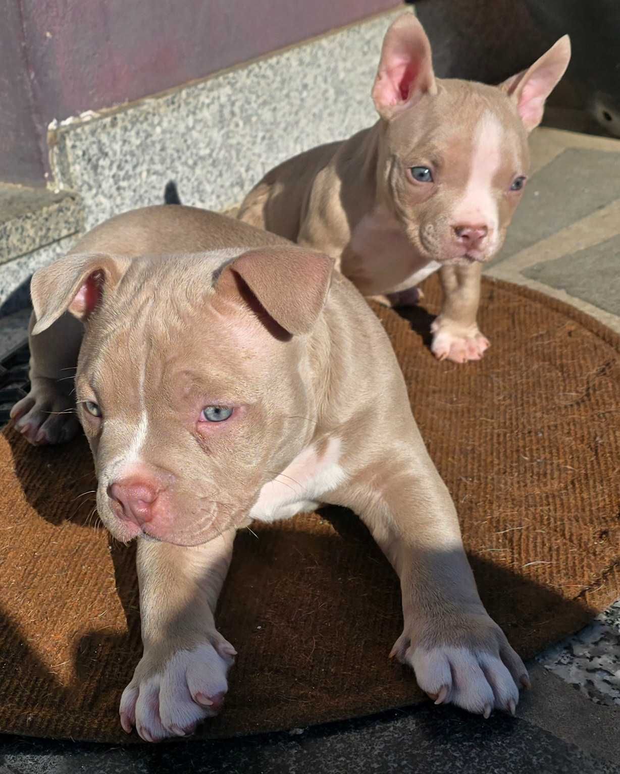 American bully pocket