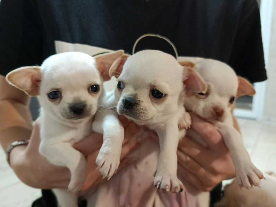 Чіхуахуа коббі щенки чихуахуа