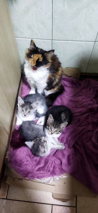 Кошенята в добрі руки.