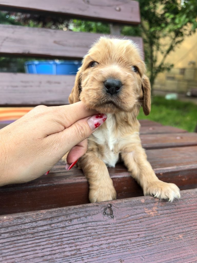 Śliczny szczeniak cocker spaniel