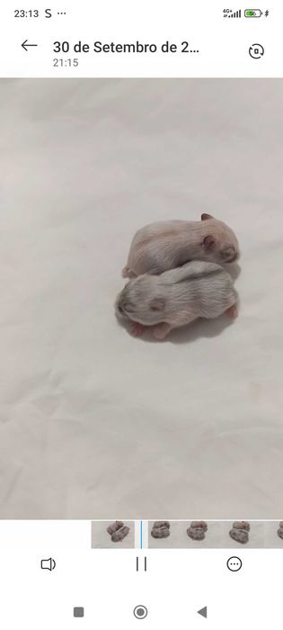Vendo Hamster Russo