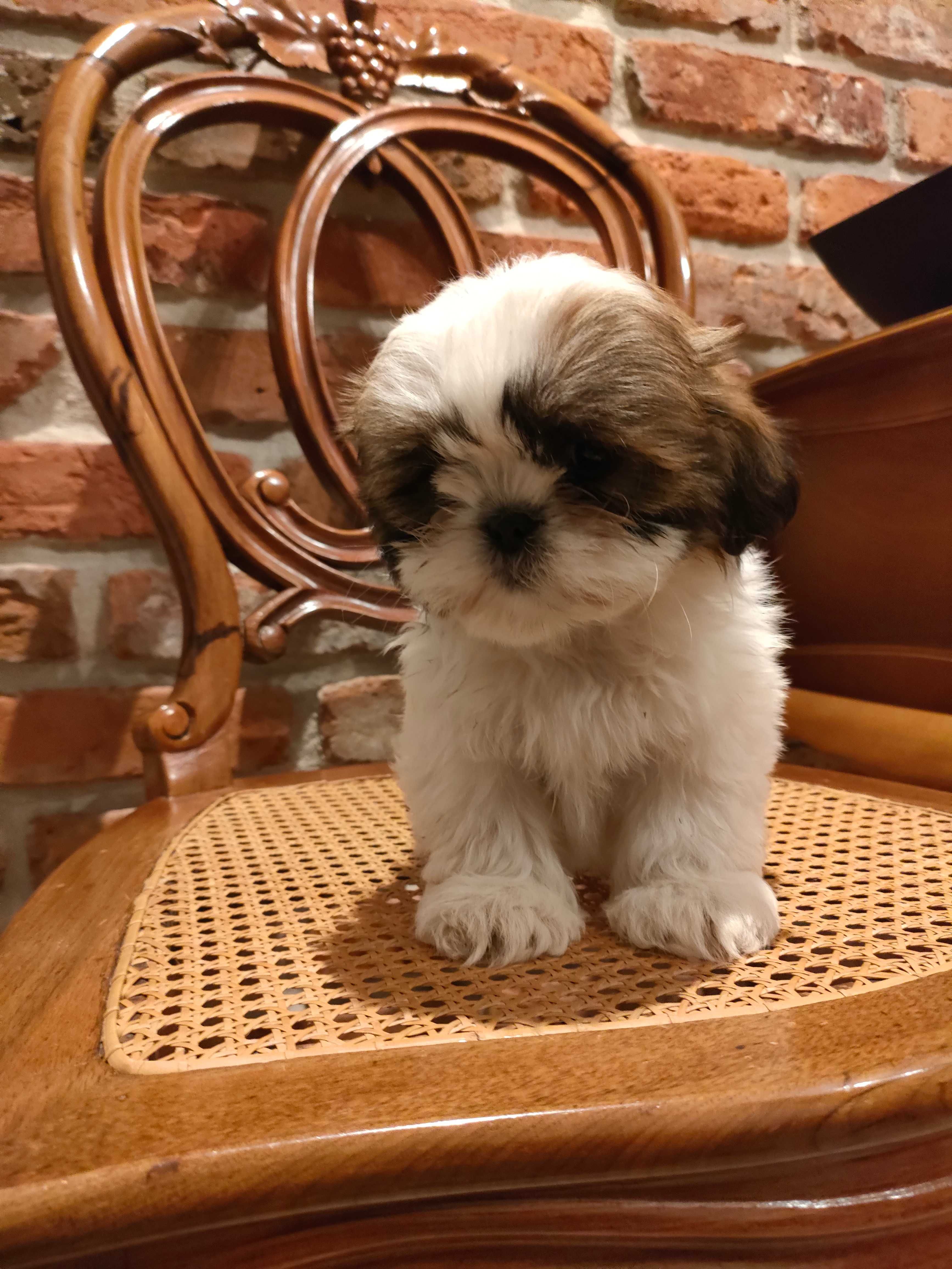 Shihtzu śliczny piesek