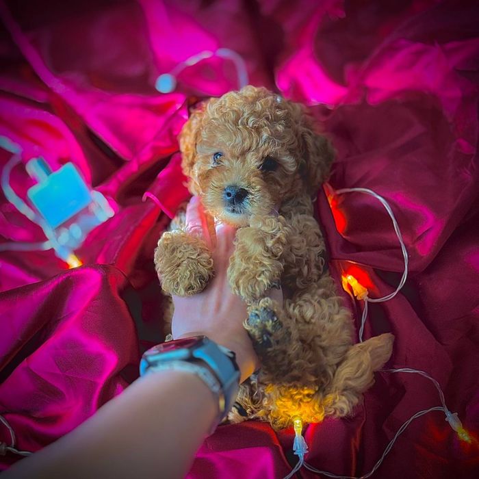 щенок мальтипу — воплощение доброты и очарования!