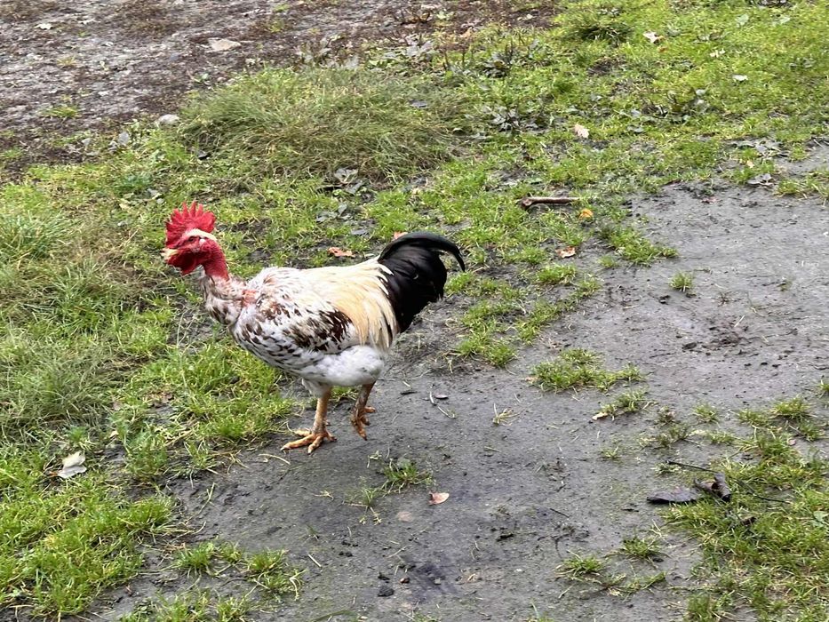 Koguty gołoszyjki