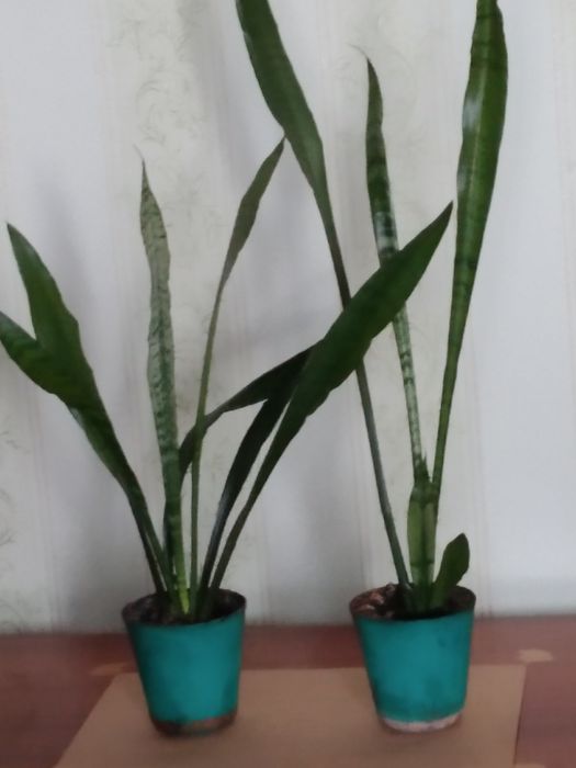 Великий гарний вазон,,сансав'єра тєщин язик ''.