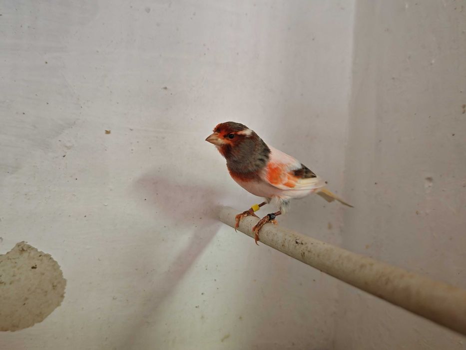 Casais Canários Arlequim Português