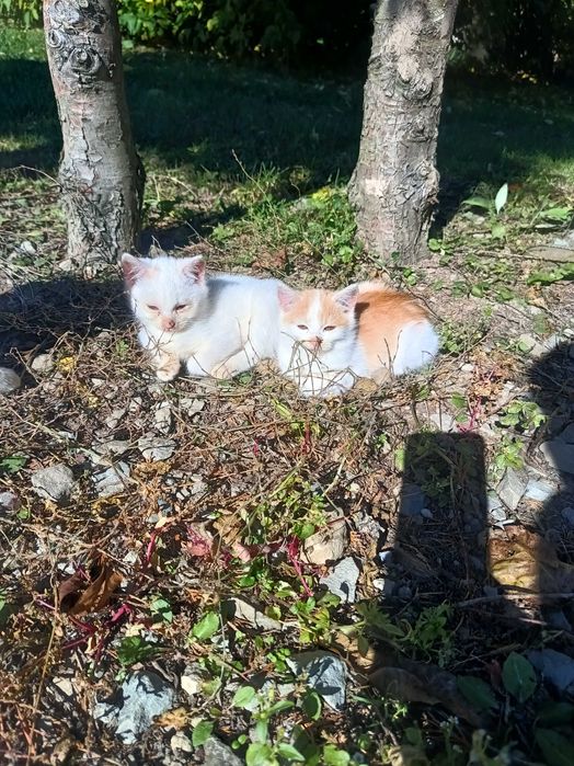 Dwie kotki szukają domu