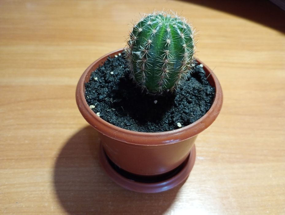 Кактуси в горщиках