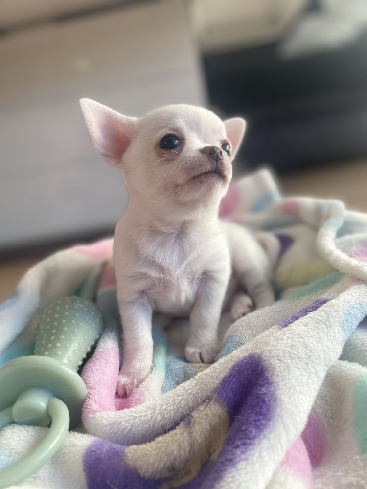 Szczeniak chihuahua