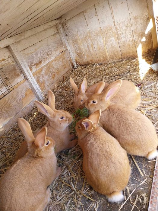 Króliki burgundzkie