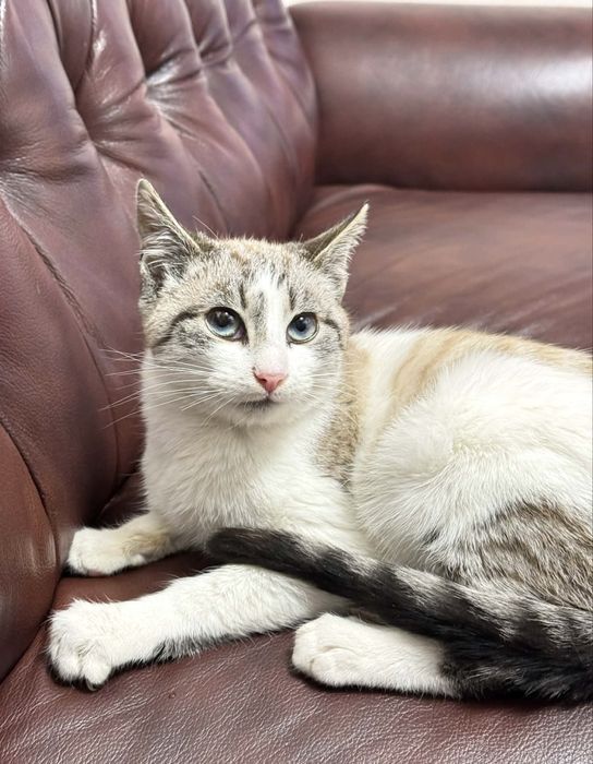 Шиаарний котик камтрований 4 міс