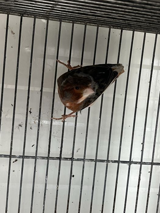 Arlequim portugues 2024