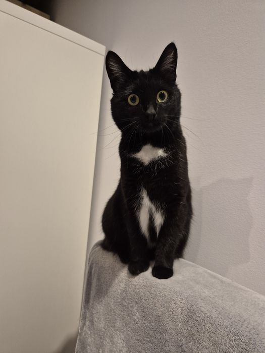 Kicia do adopcji NA CITO!