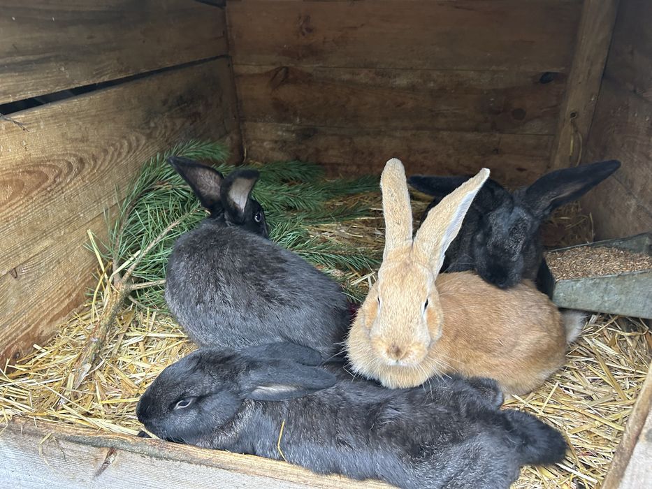 Króliki na sprzedaż