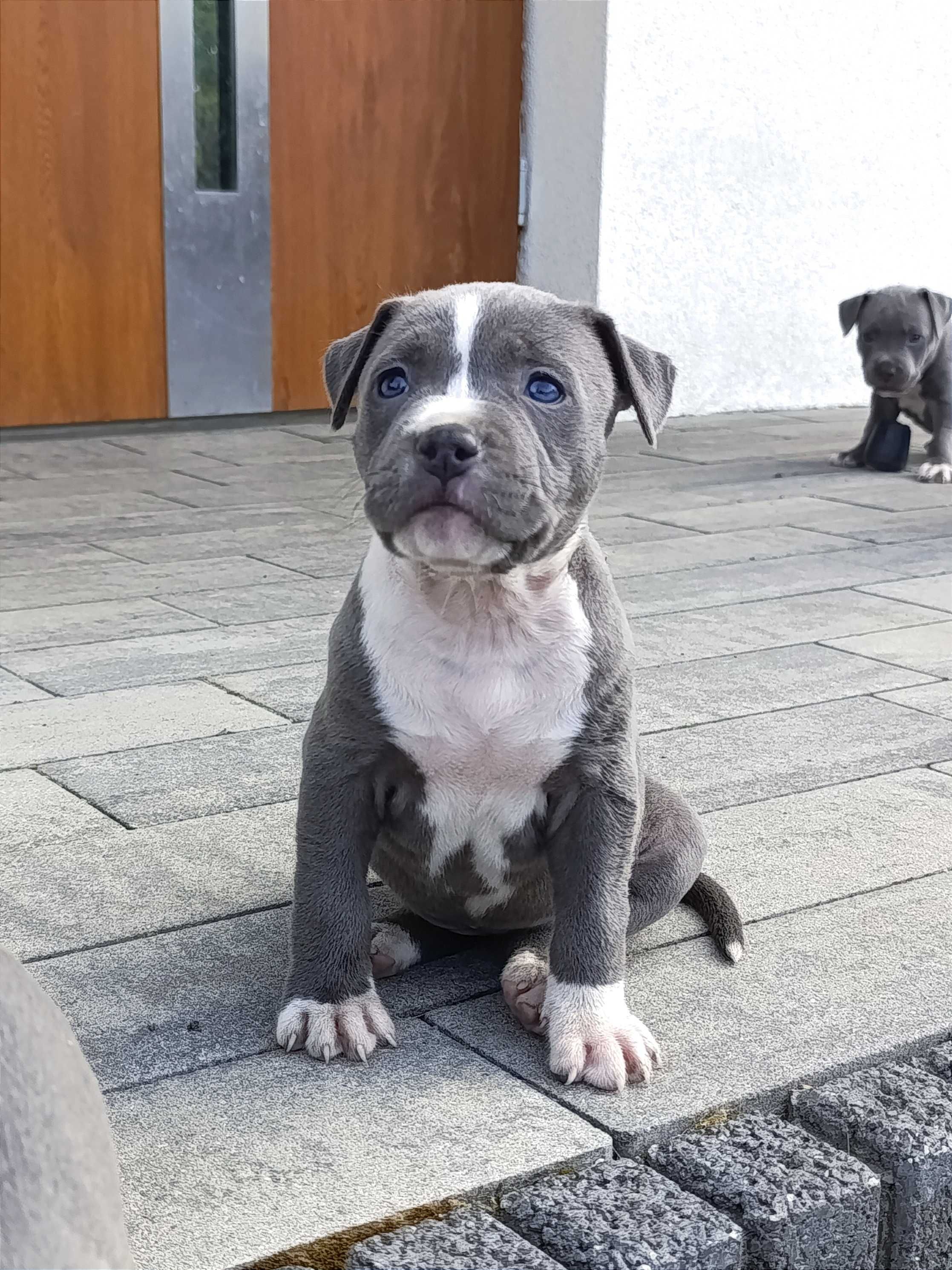 Amstaff blue suczka, hodowla domowa.