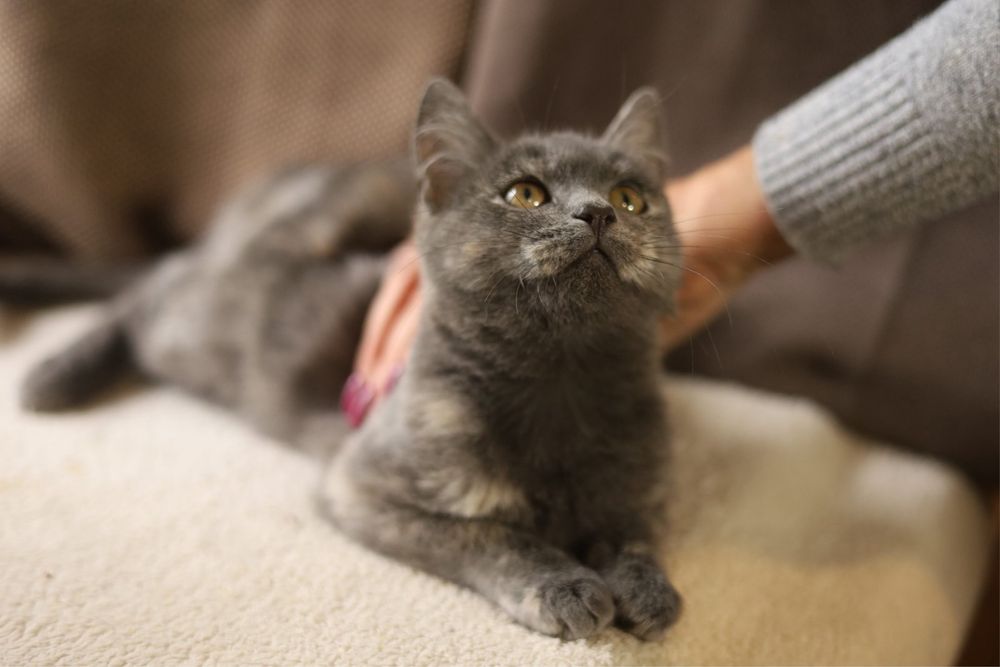 Дівчинка кошеня 4 місяці Асса