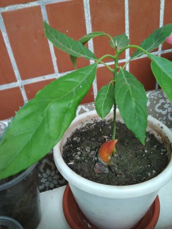 Авокадо молодое дерево