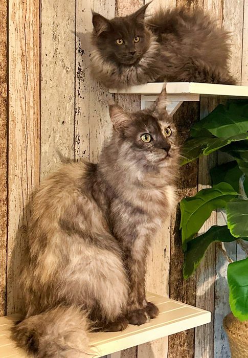 Piękny kocurek OREO Maine coon