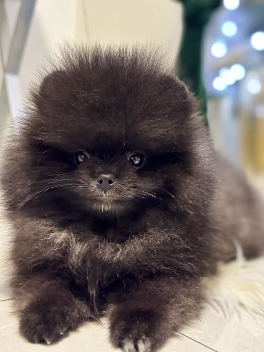 Szpic miniaturowy pomeranian