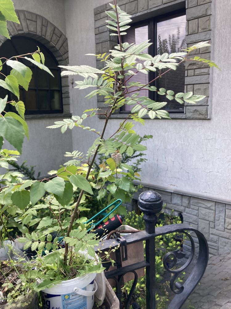 sadzonki drzew leszczyna, dąb, aronia, bergenia, brzoza i wiele innyc