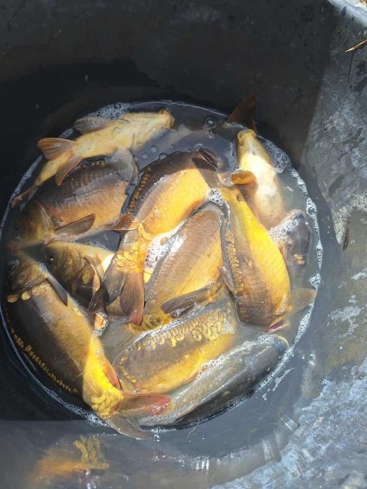 karpie zarybieniowe kroczek karpia karp handlowy zarybieniowy