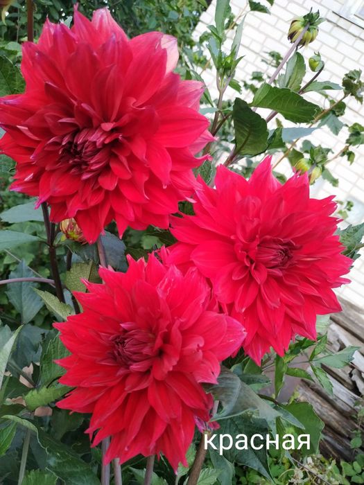 Клубні георгіни (жоржини)